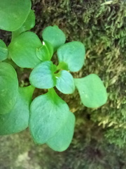 Aichryson divaricatum