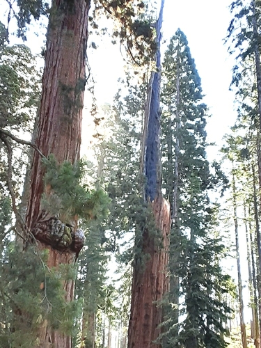 Sequoiadendron giganteum — photo 3