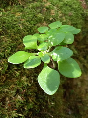 Aichryson divaricatum