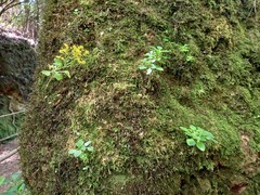 Aichryson divaricatum