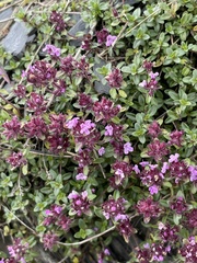 Thymus praecox polytrichus