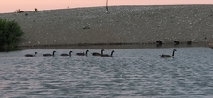 Branta canadensis