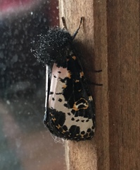 Xanthopastis regnatrix