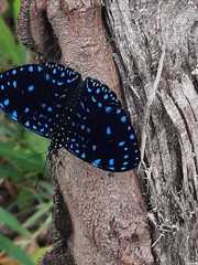 Hamadryas laodamia saurites