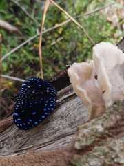 Hamadryas laodamia saurites