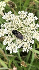 Andrena pilipes