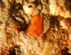 Yungia aurantiaca