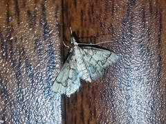 Metasia ophialis