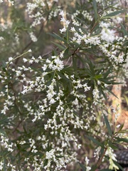 Leucopogon pimeleoides