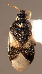 Orius tristicolor