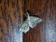 Metasia ophialis