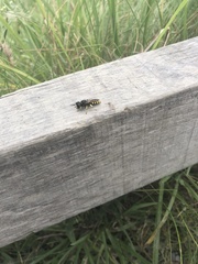 Ectemnius lituratus
