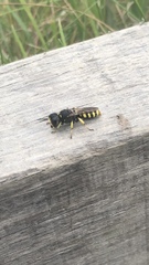 Ectemnius lituratus