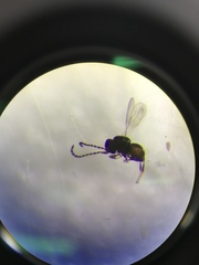 Ceraphronoidea