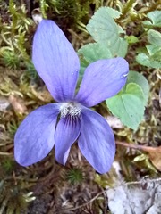 Viola sequeirae