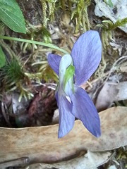 Viola sequeirae