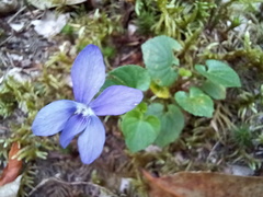 Viola sequeirae