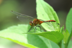 Sympetrum