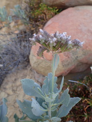 Eriodictyon traskiae