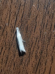 Metacrambus carectellus
