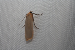 Eilema depressa