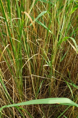 Typha × soligorskiensis