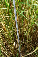 Typha × soligorskiensis
