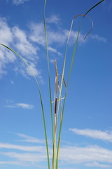 Typha × soligorskiensis
