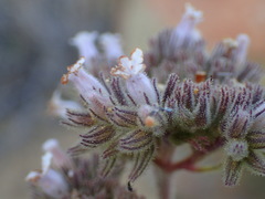 Eriodictyon traskiae