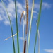 Typha × soligorskiensis - Photo (c) Patrick Hacker, some rights reserved (CC BY), uploaded by Patrick Hacker