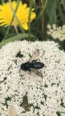 Andrena pilipes