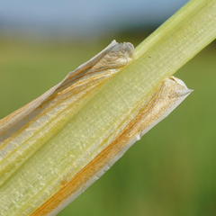 Typha × soligorskiensis
