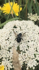 Andrena pilipes
