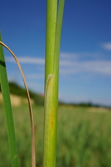 Typha × soligorskiensis