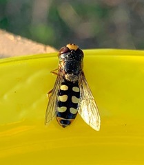 Austroscaeva occidentalis