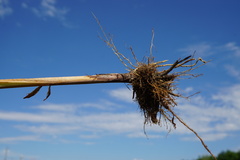 Typha × soligorskiensis