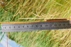 Typha × soligorskiensis