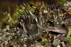 Peltigera dolichorhiza