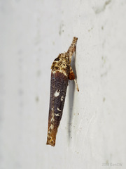 Casmara diabolella