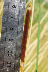 Typha × soligorskiensis