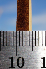 Typha × soligorskiensis