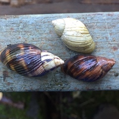 Plectostylus araucanus