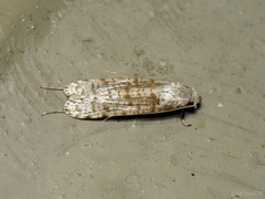 Gerontha