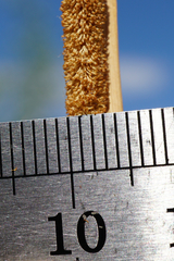 Typha × soligorskiensis