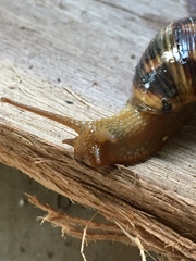 Plectostylus araucanus