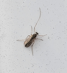 Chironomidae