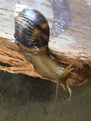 Plectostylus araucanus