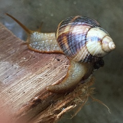 Plectostylus araucanus