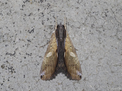 Ercheia multilinea