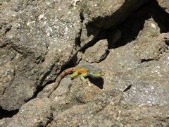 Pseudocordylus subviridis